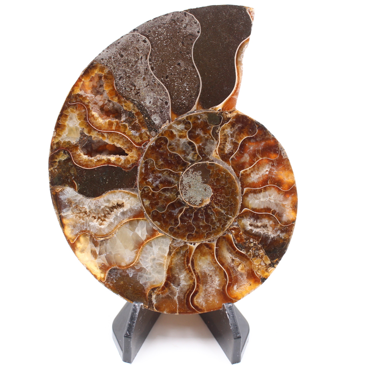 Polished Ammonite Fossil