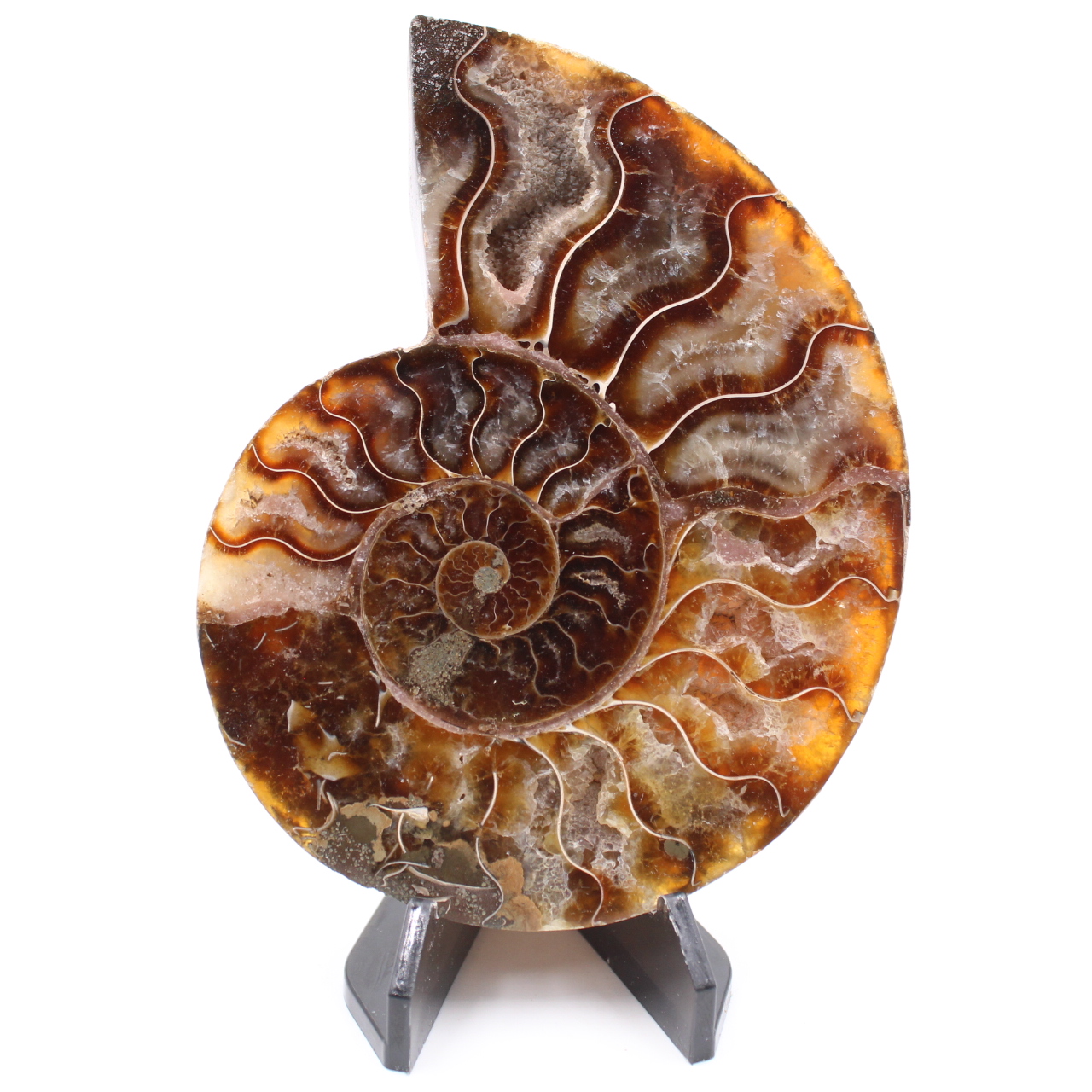 Polished Ammonite Fossil