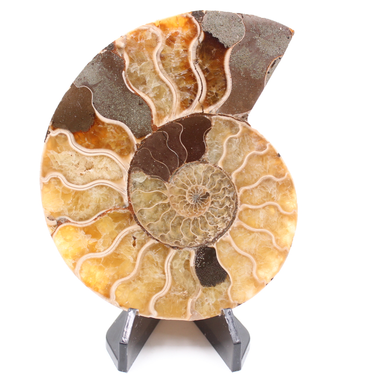 Polished Ammonite Fossil