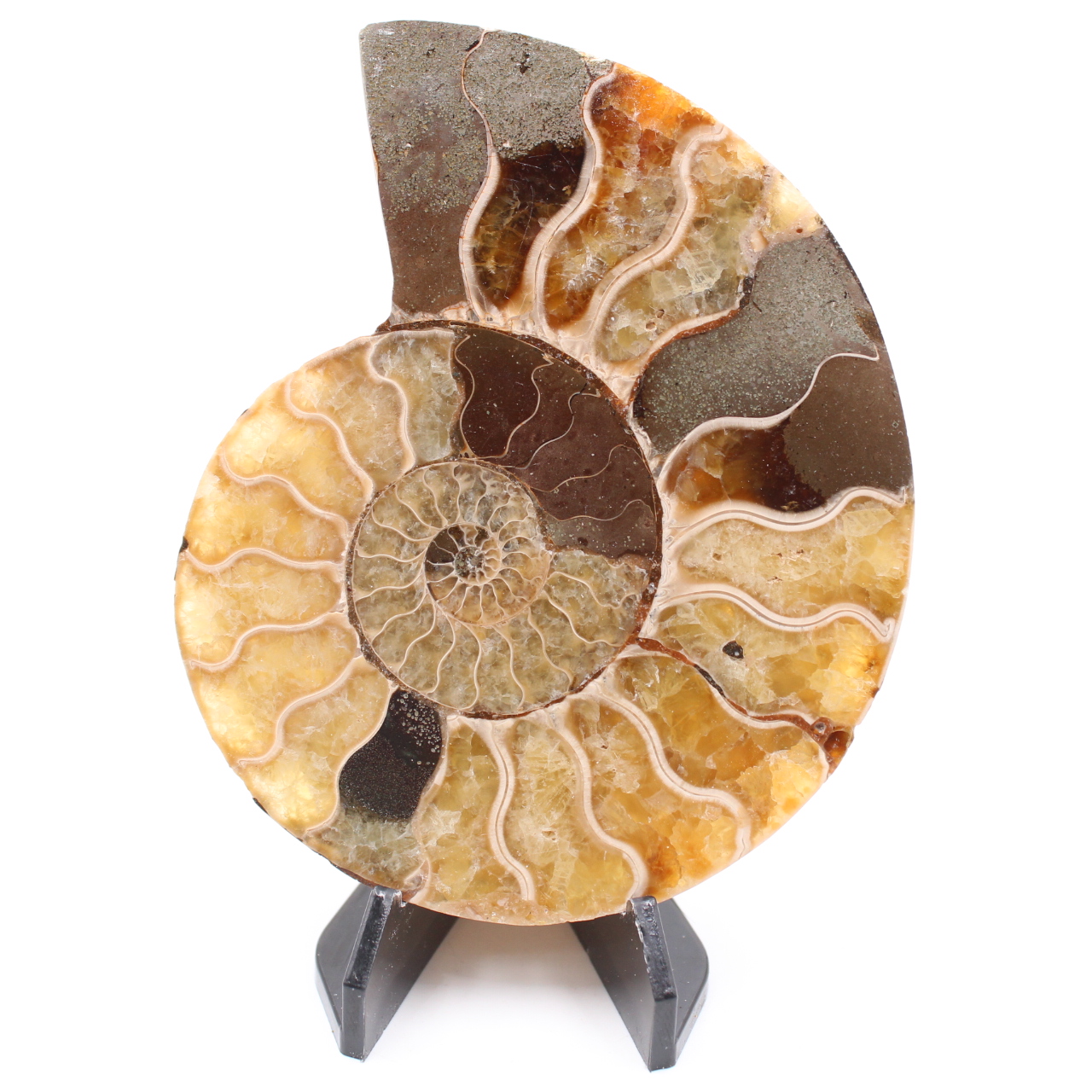 Polished Ammonite Fossil