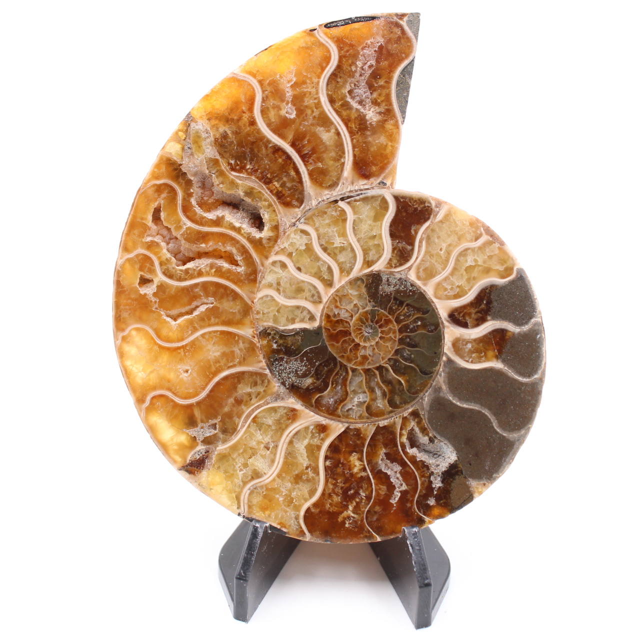Polished Ammonite Fossil