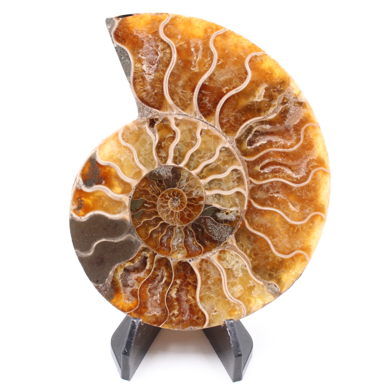 Polished Ammonite Fossil