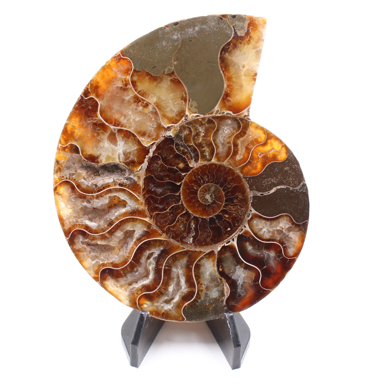 Polished Ammonite Fossil
