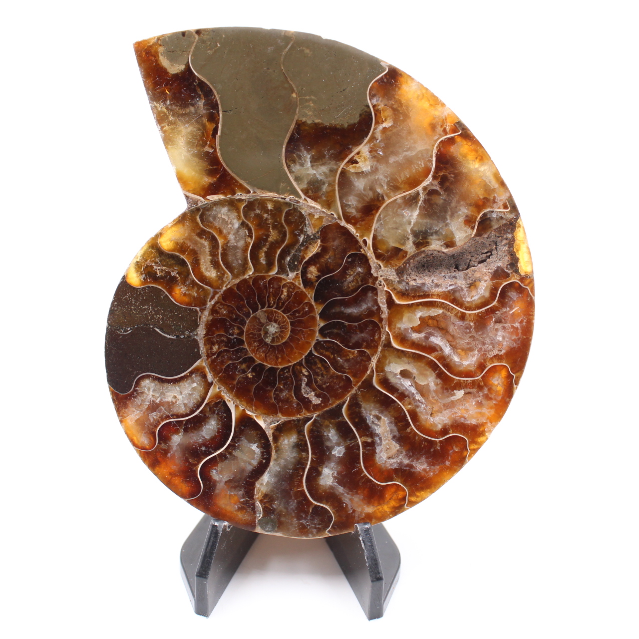 Polished Ammonite Fossil