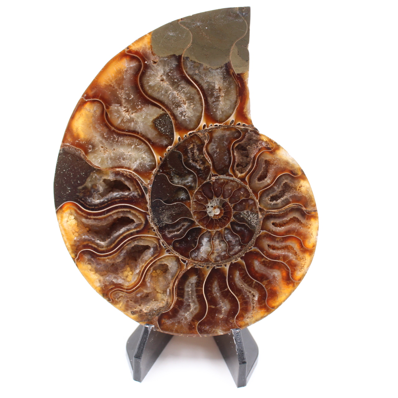Polished Ammonite Fossil