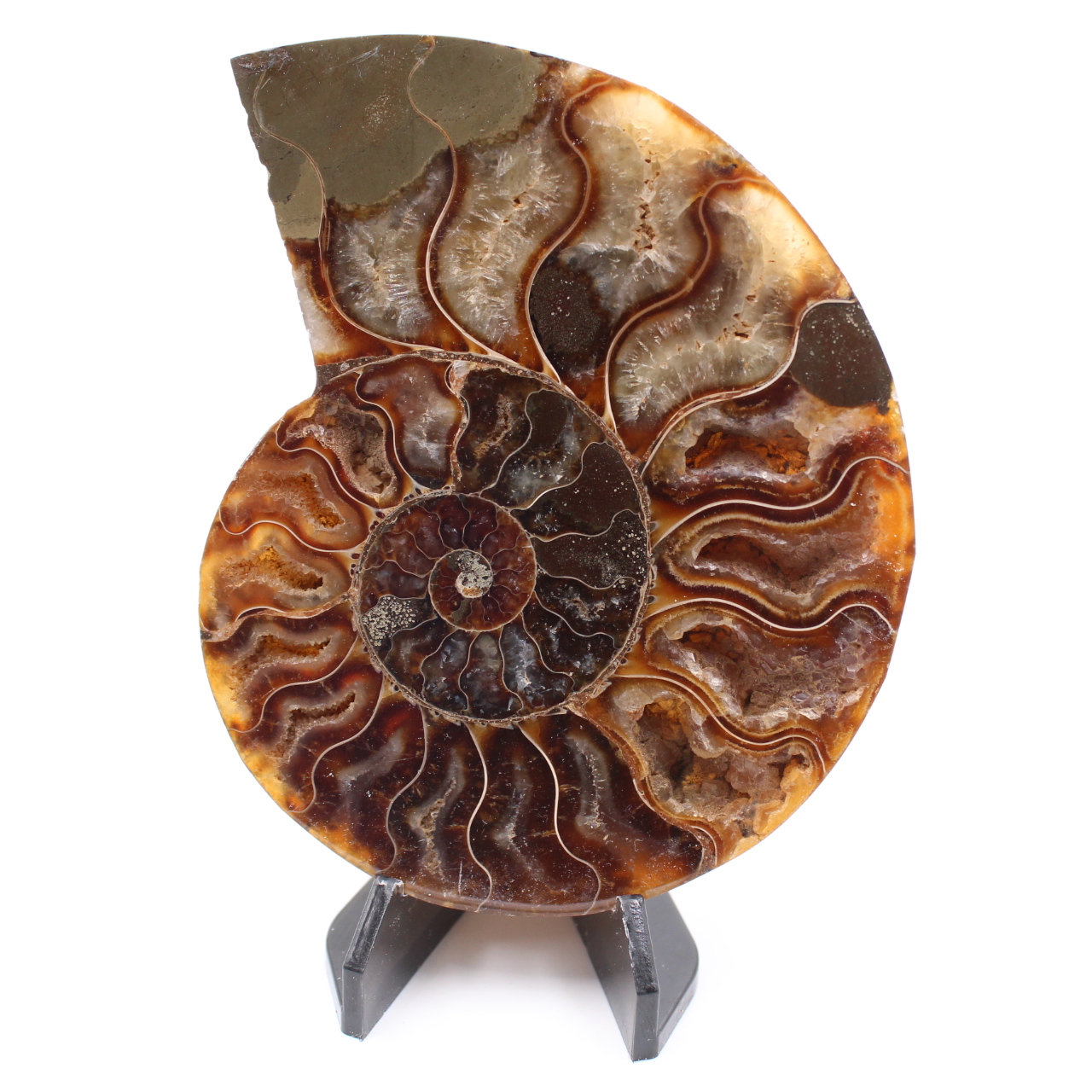 Polished Ammonite Fossil