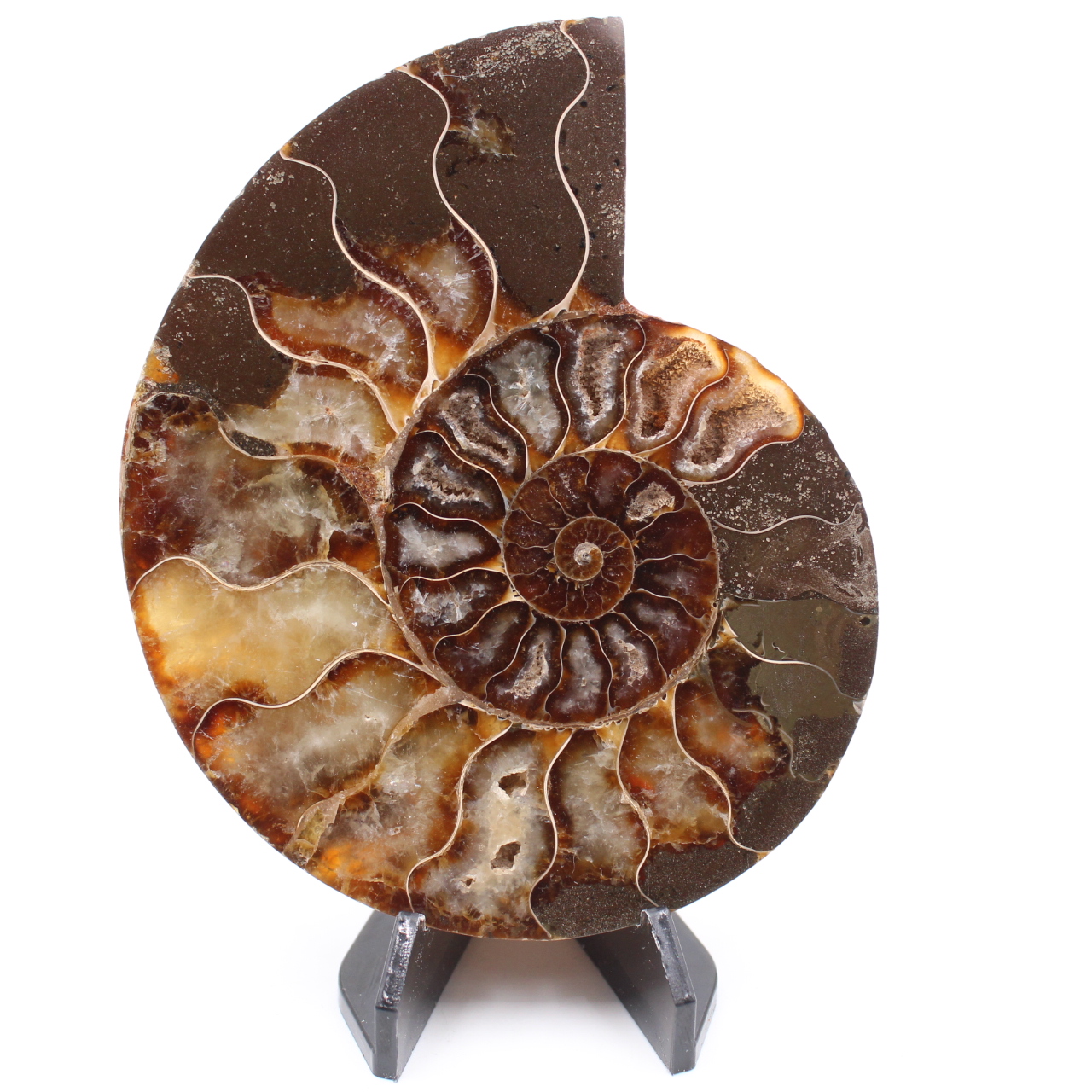Polished Ammonite Fossil