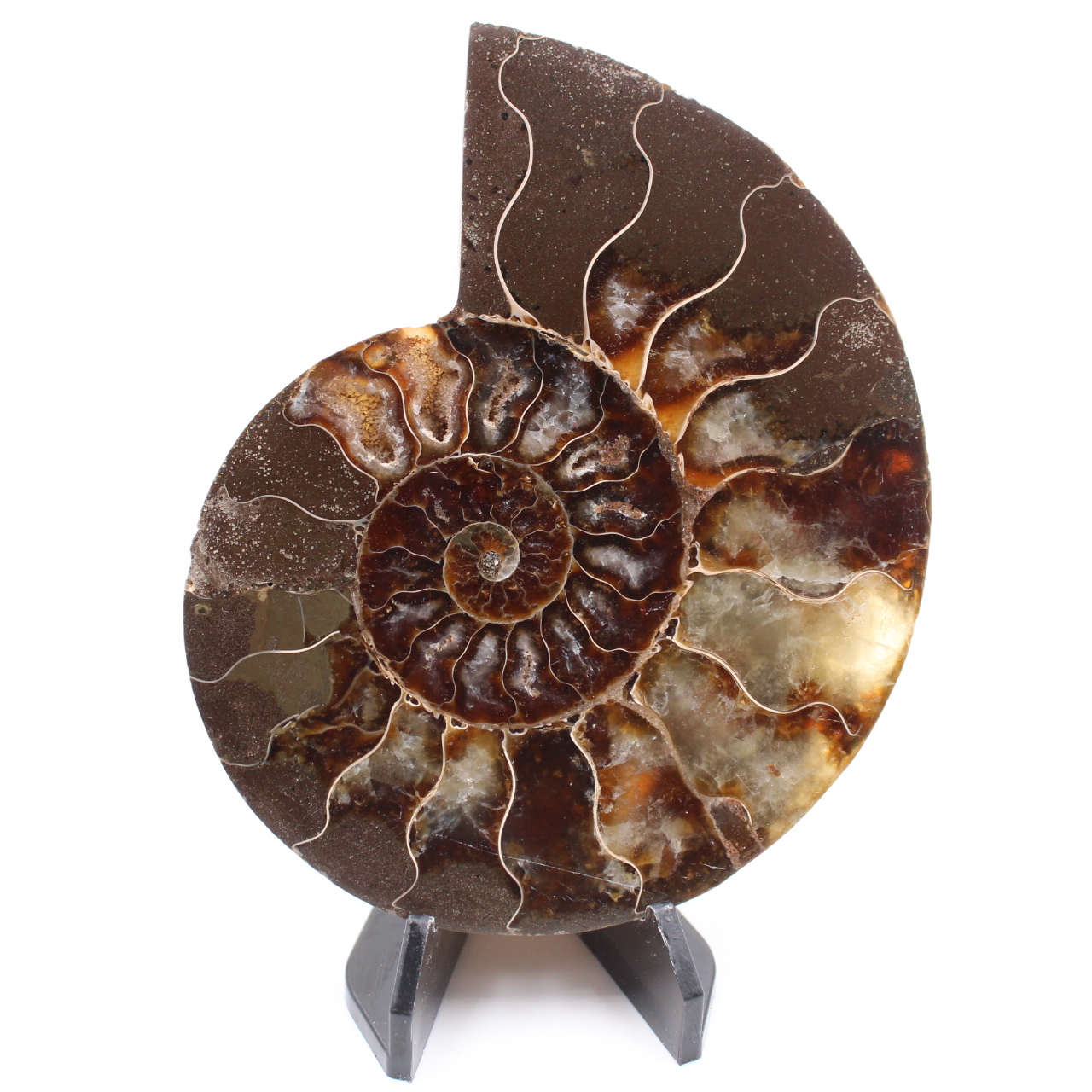 Polished Ammonite Fossil