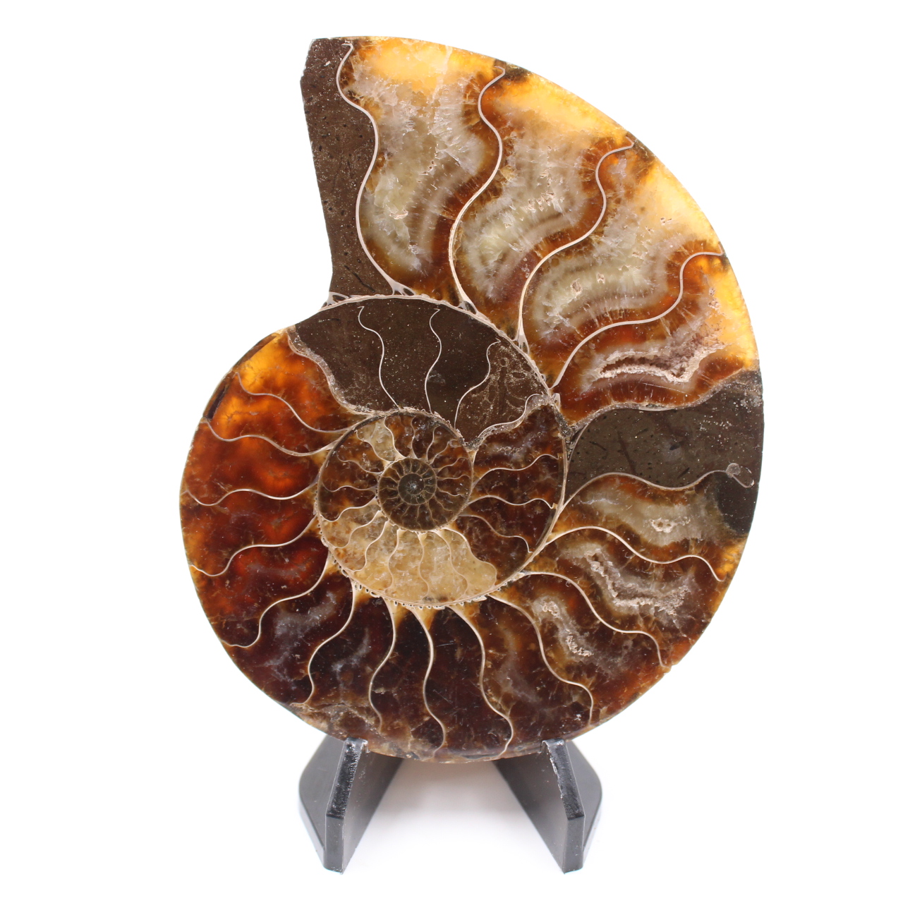 Polished Ammonite Fossil