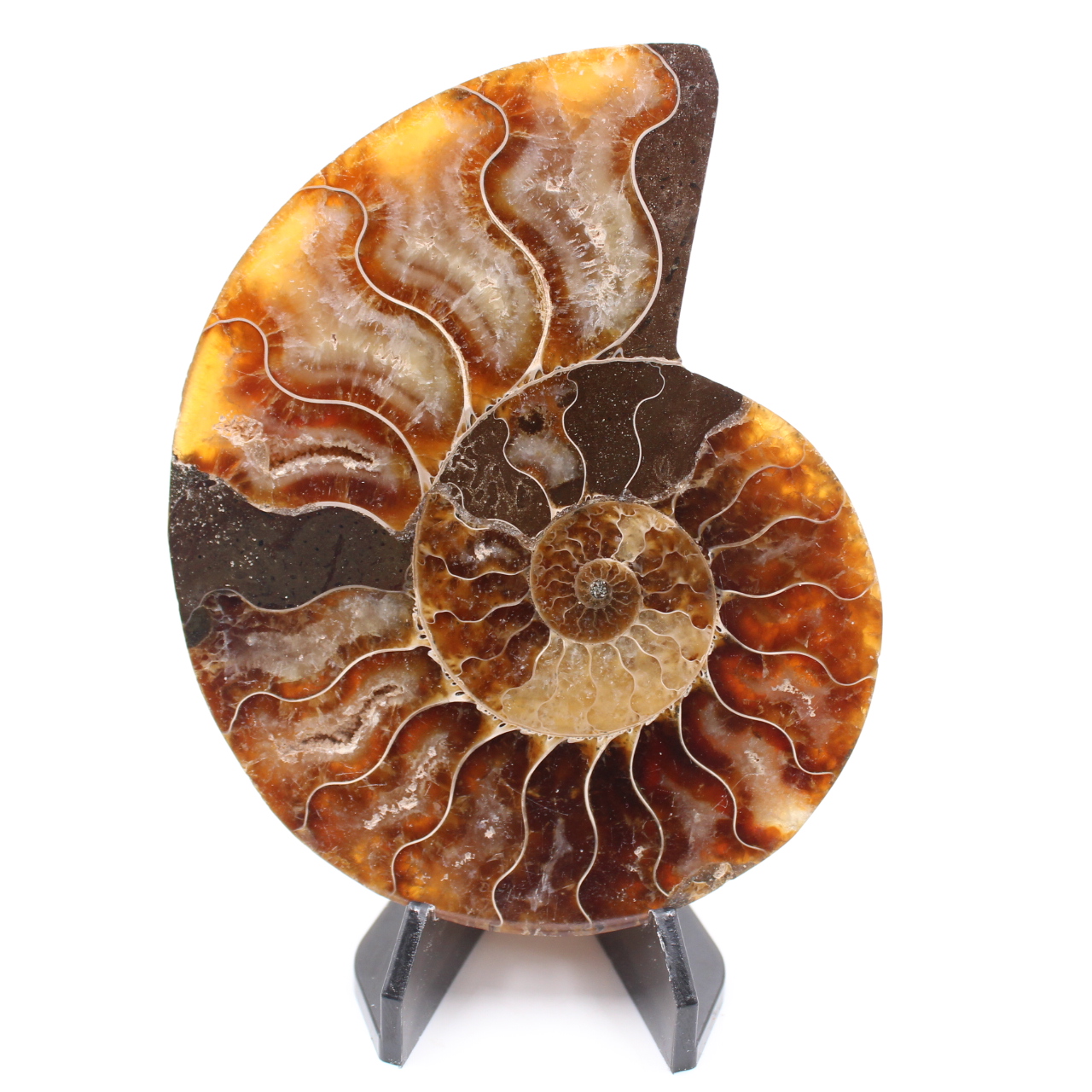 Polished Ammonite Fossil