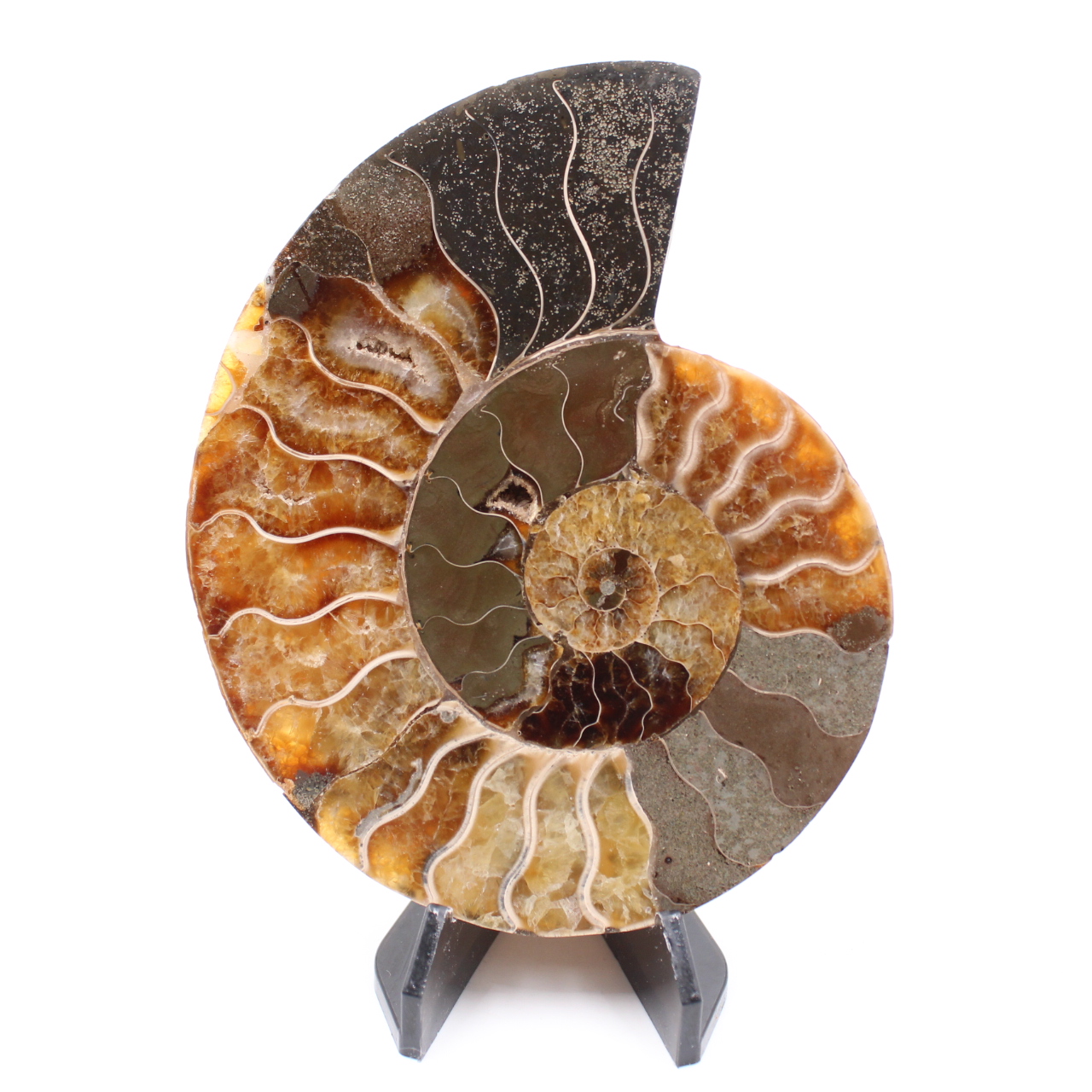 Polished Ammonite Fossil