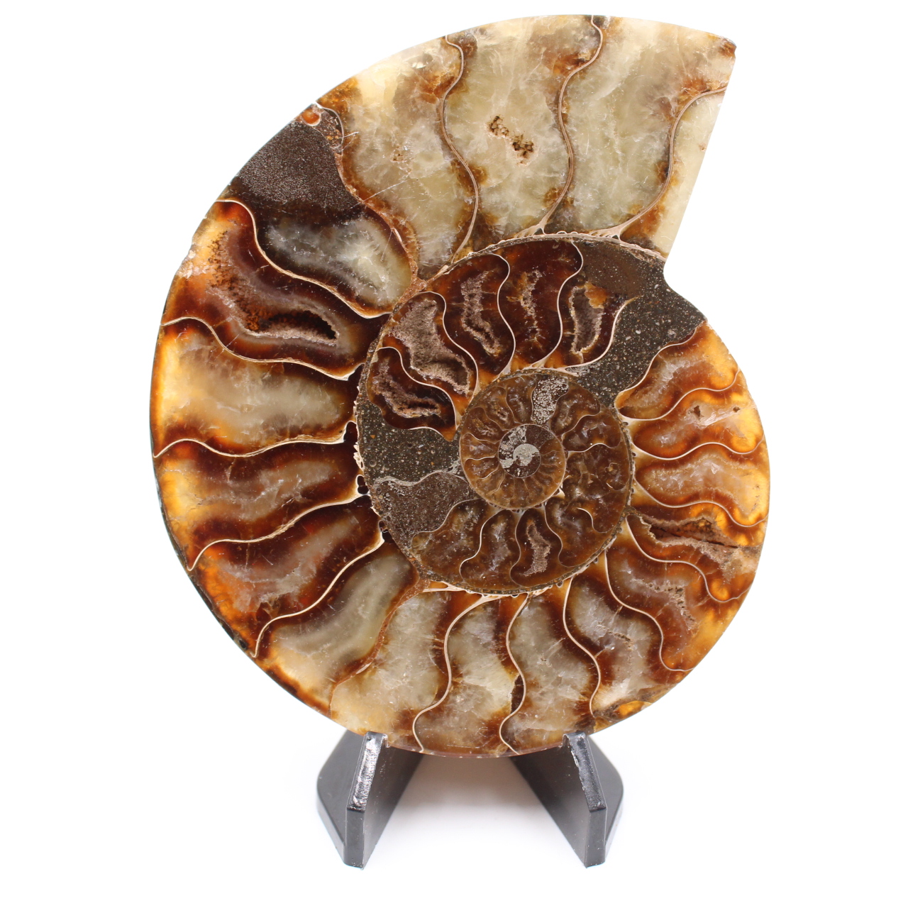 Polished Ammonite Fossil