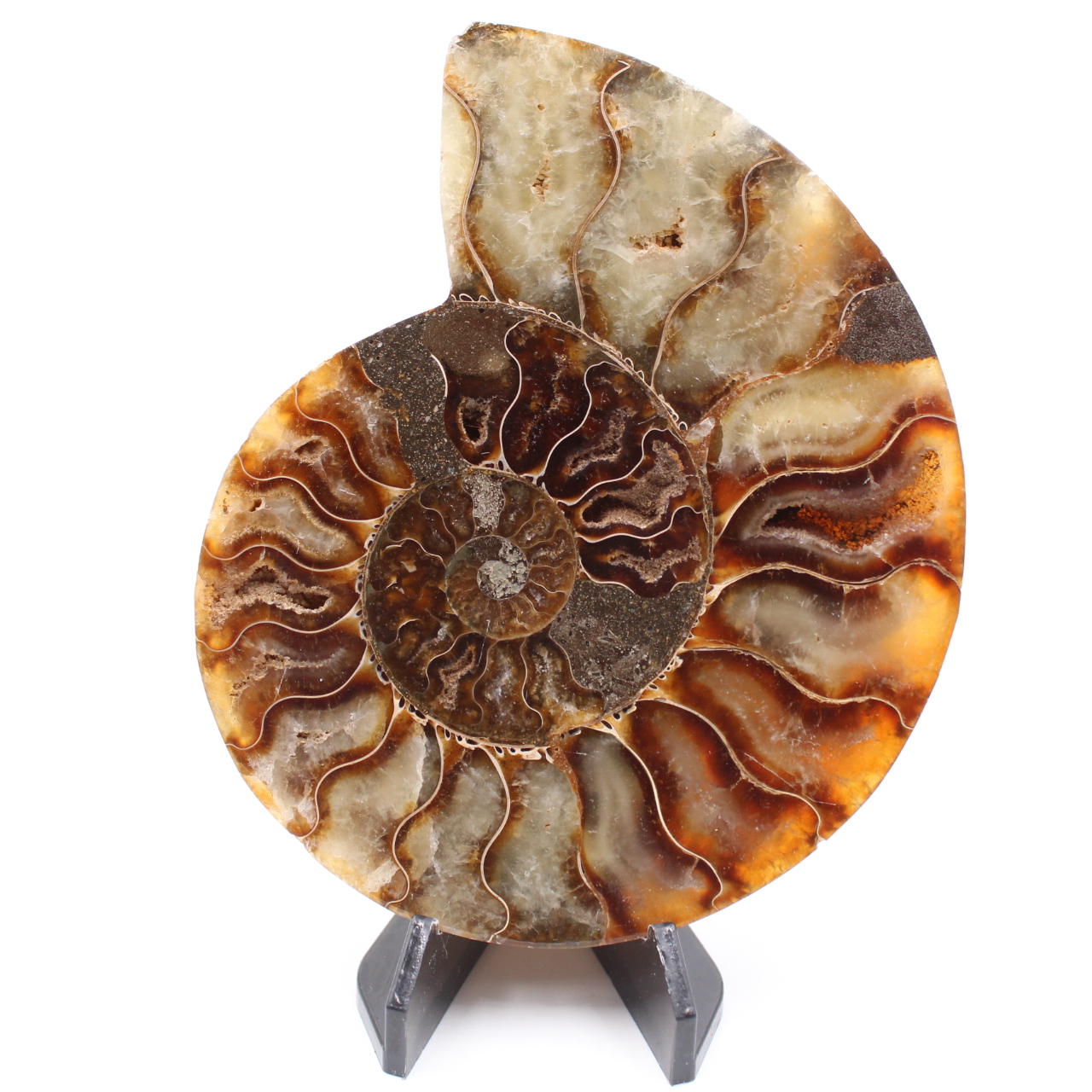 Polished Ammonite Fossil