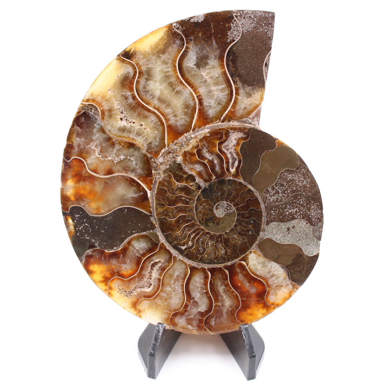Polished Ammonite Fossil