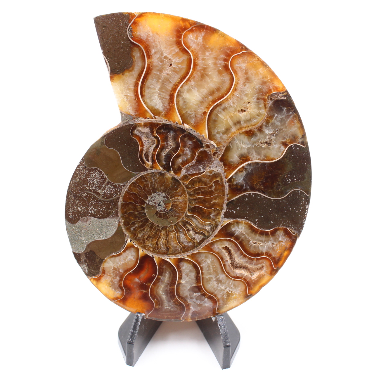 Polished Ammonite Fossil