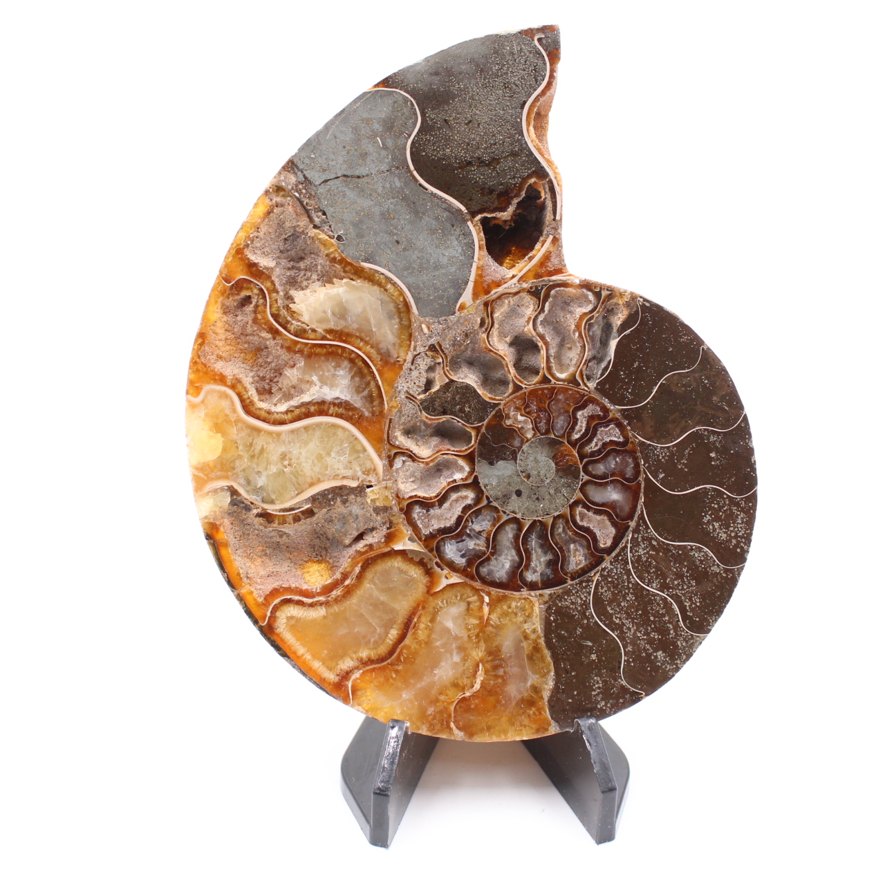 Polished Ammonite Fossil