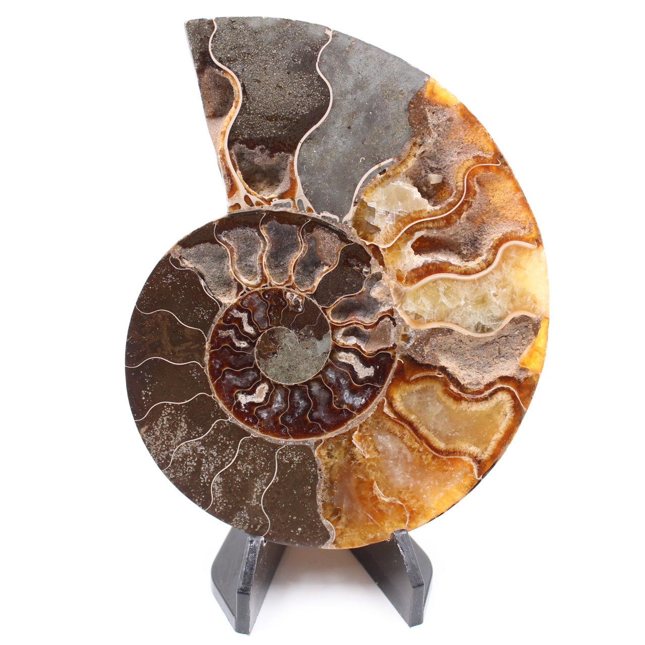 Polished Ammonite Fossil