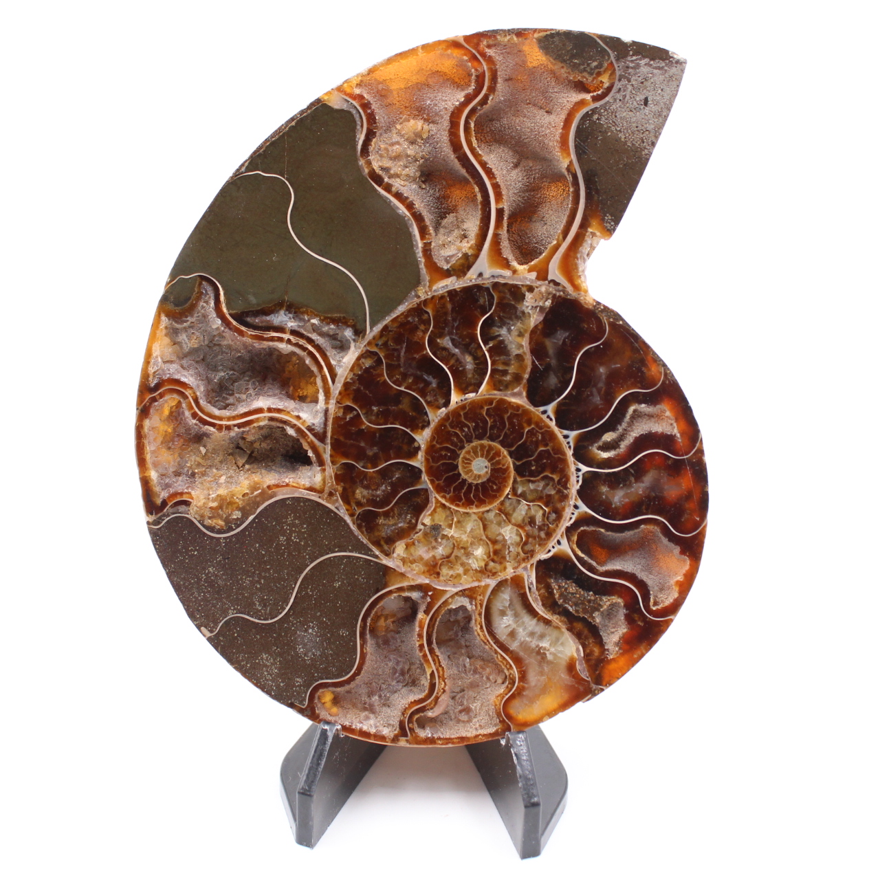 Polished Ammonite Fossil