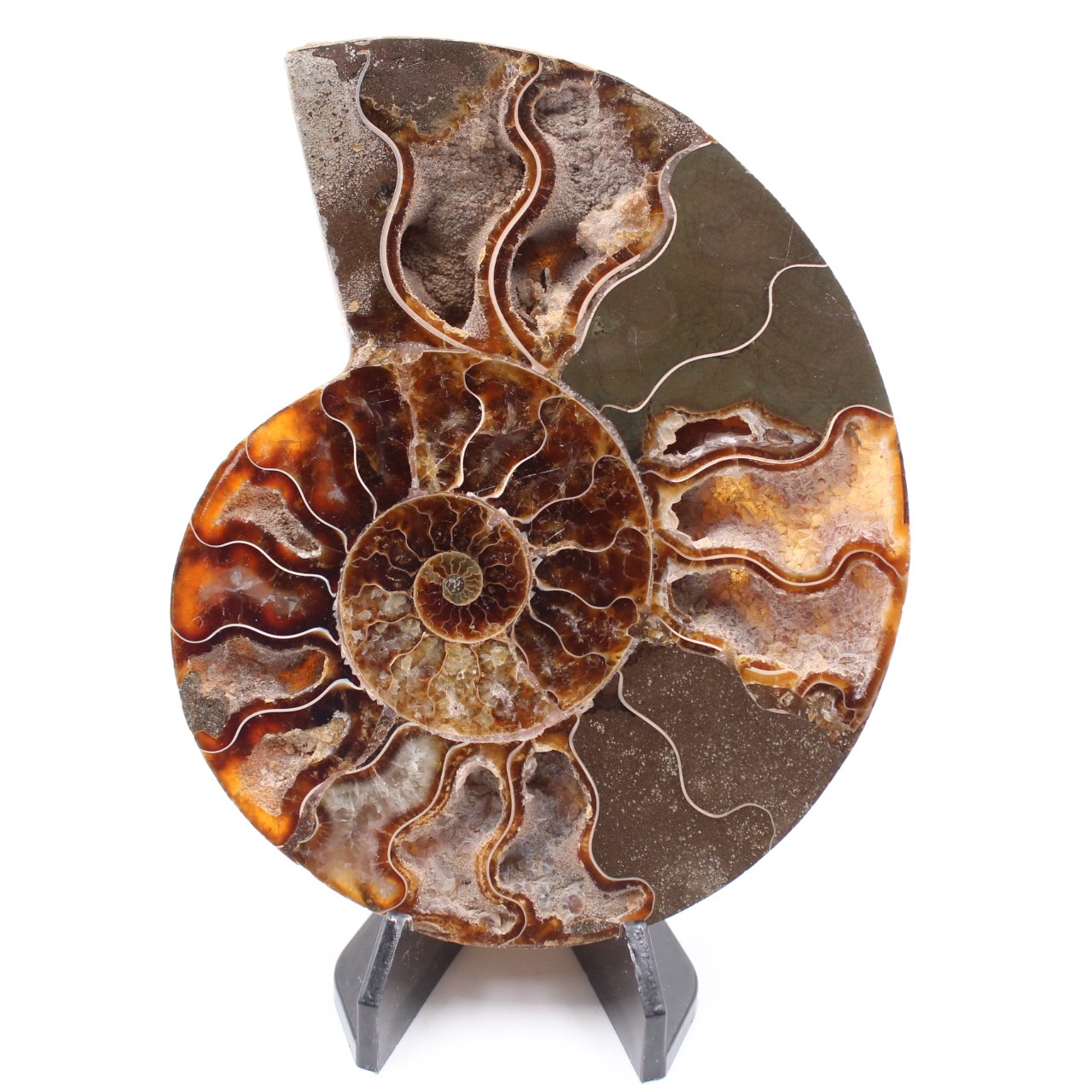 Polished Ammonite Fossil