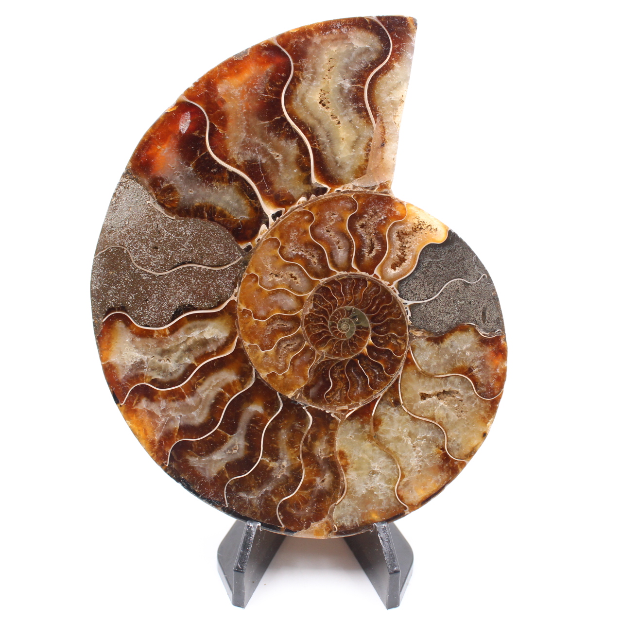 Polished Ammonite Fossil