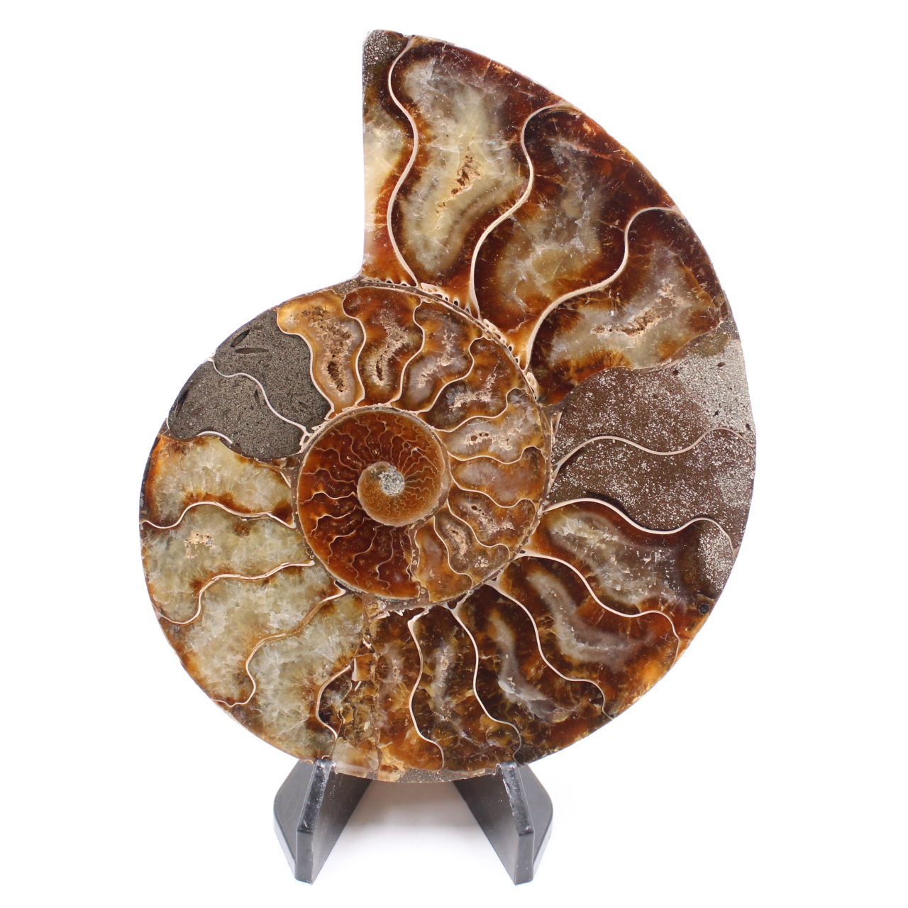 Polished Ammonite Fossil