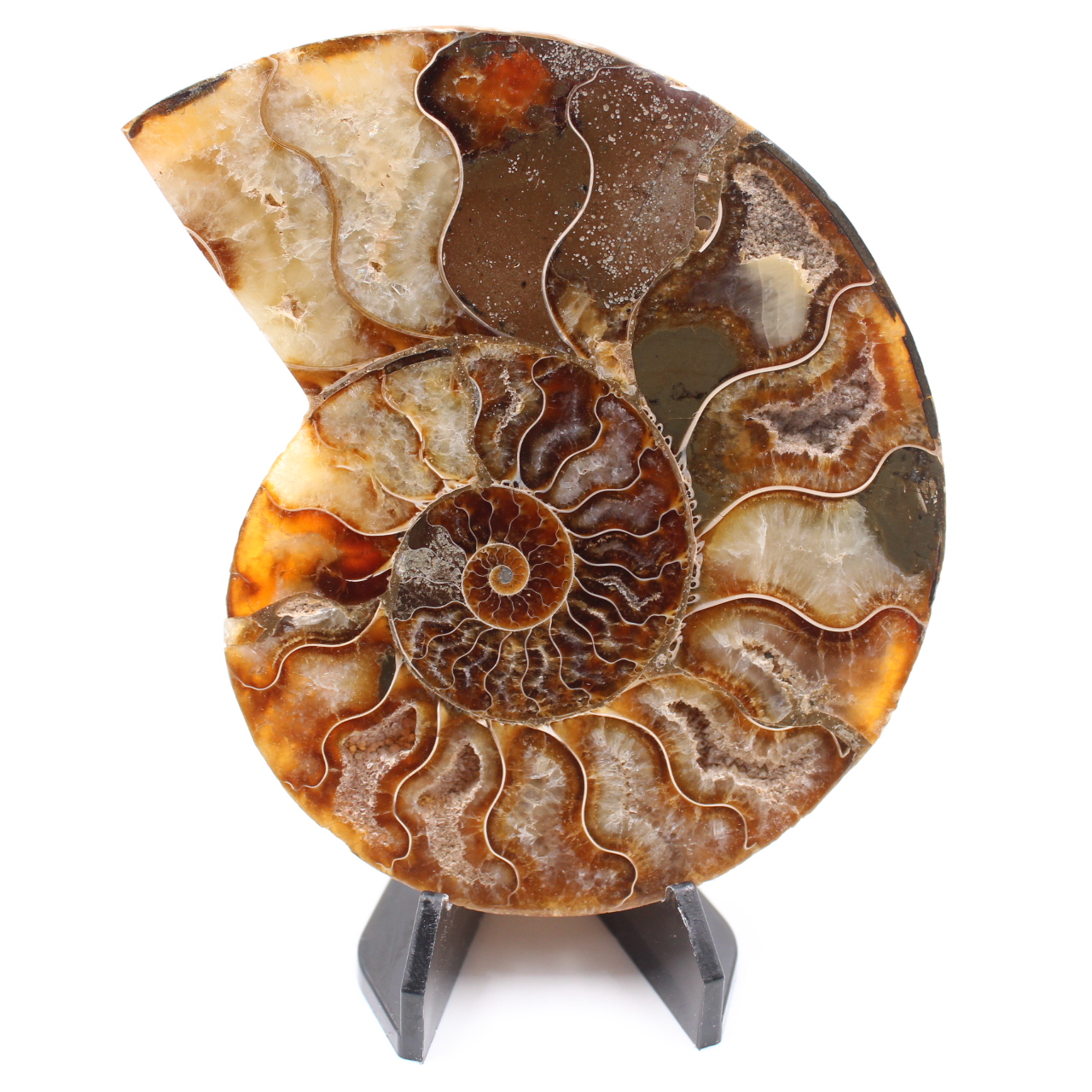 Polished Ammonite Fossil