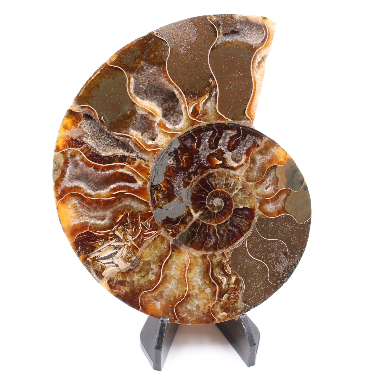 Polished Ammonite Fossil