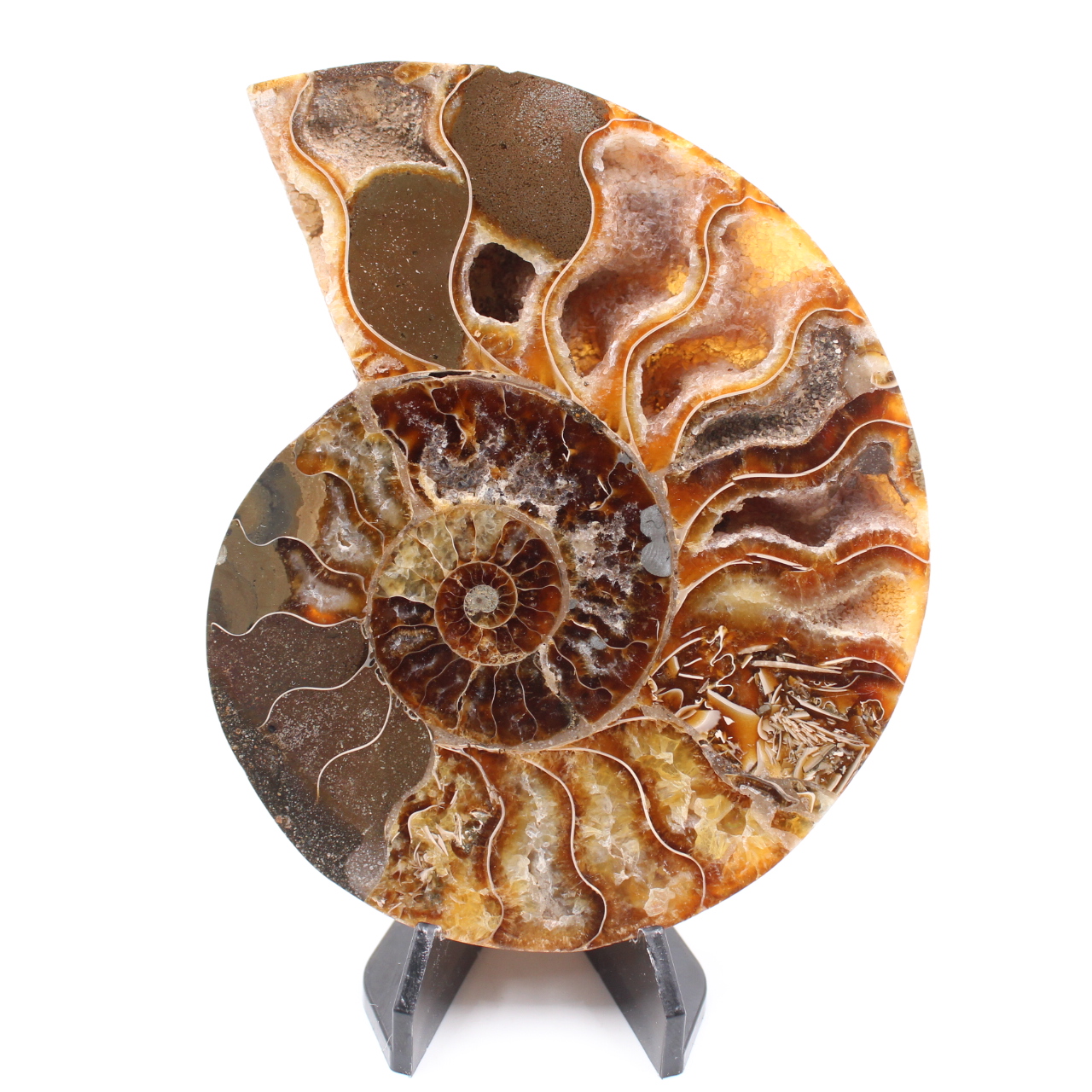 Polished Ammonite Fossil