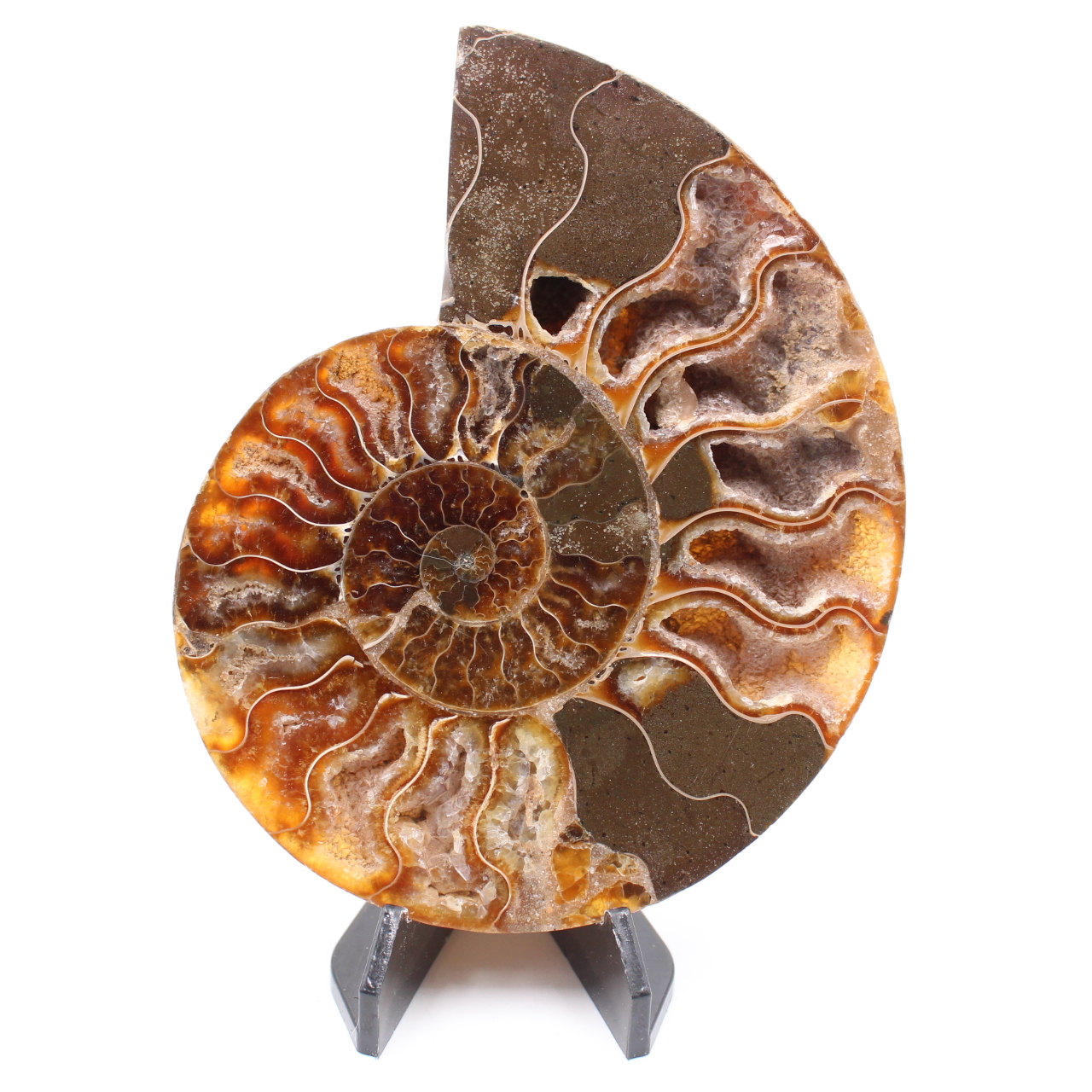 Polished Ammonite Fossil