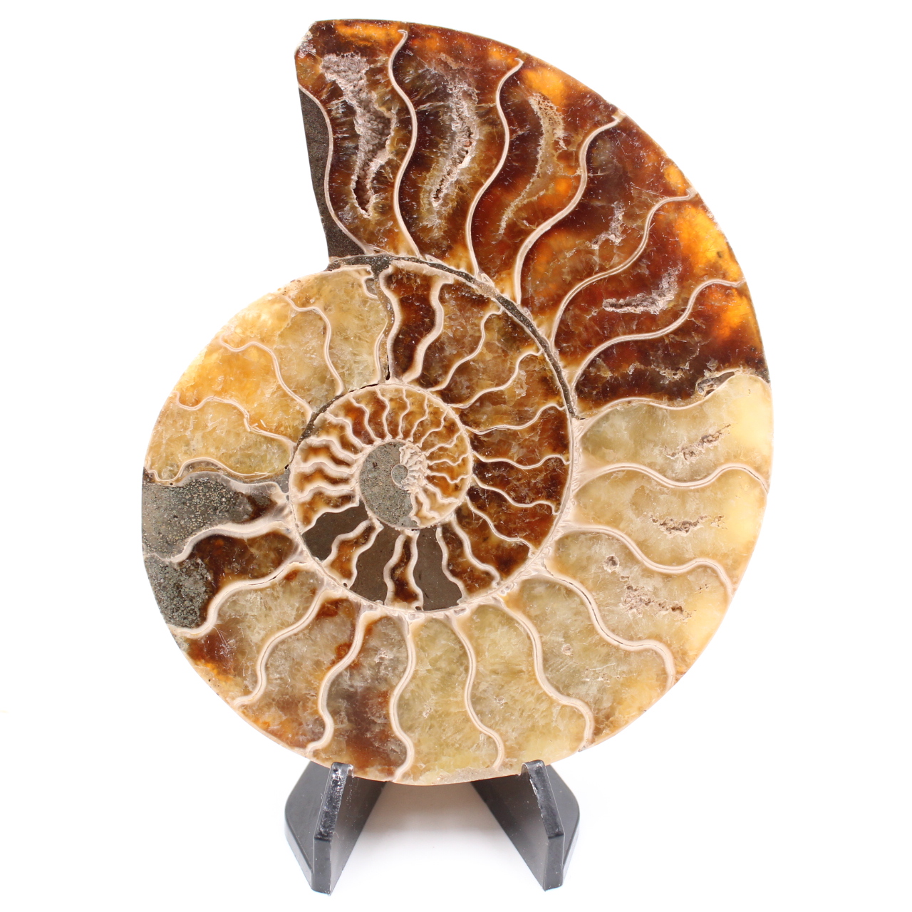 Polished Ammonite Fossil