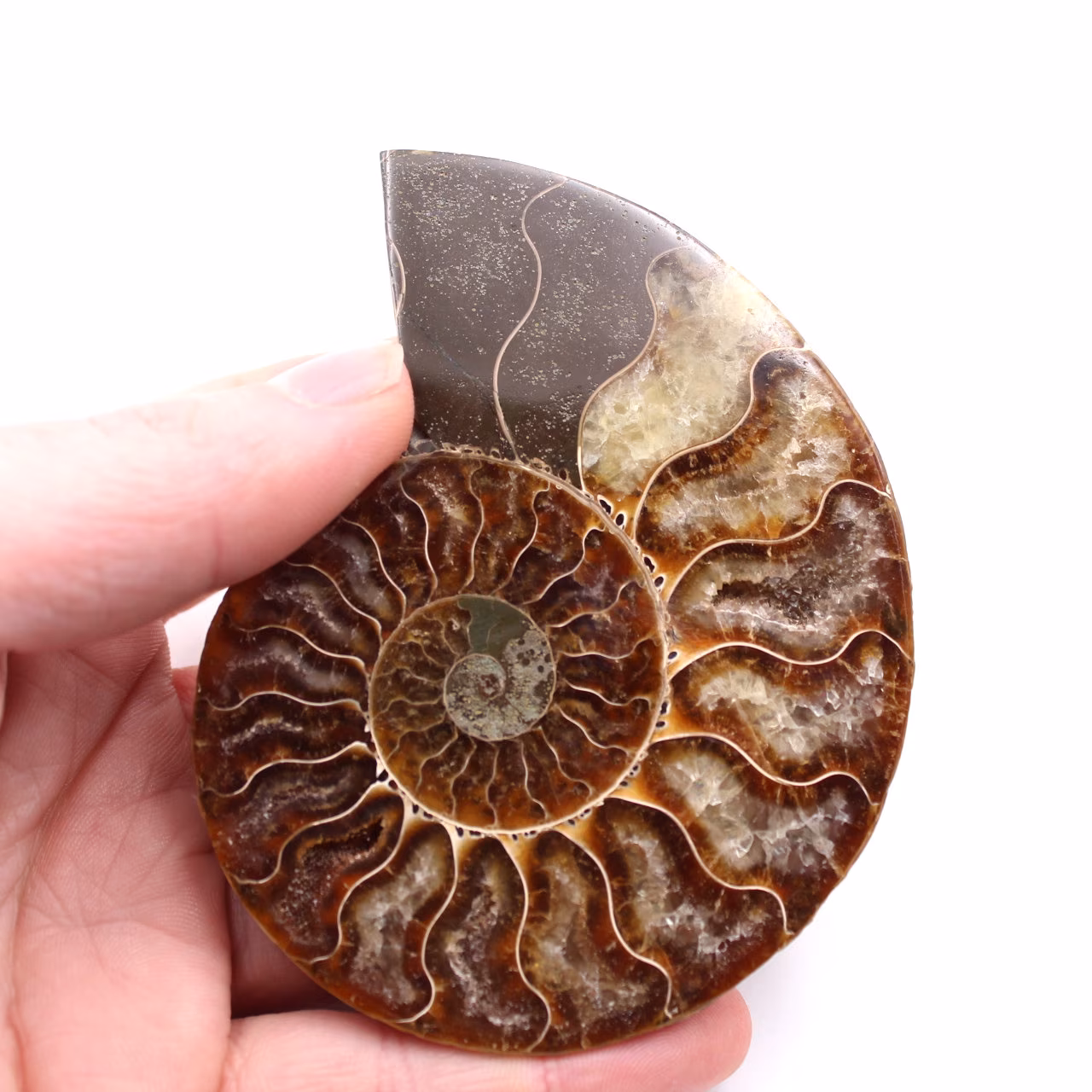 Polished and sawn ammonite fossil