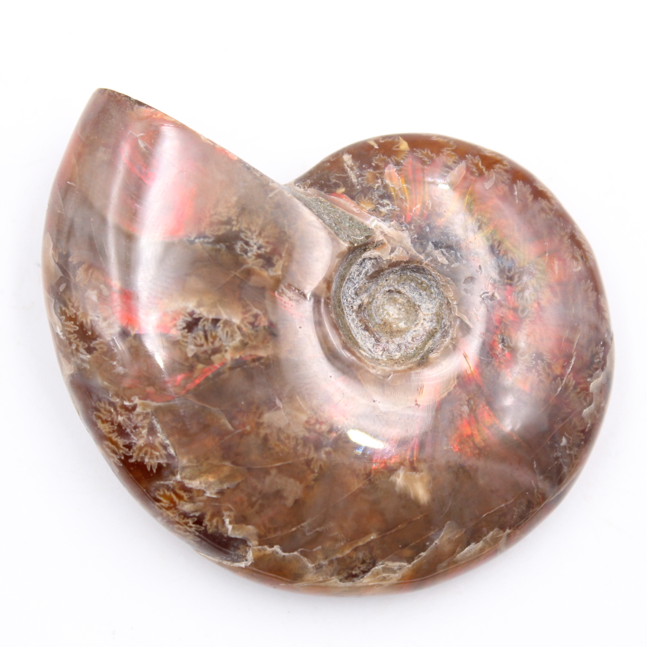 Small whole pearly ammonite