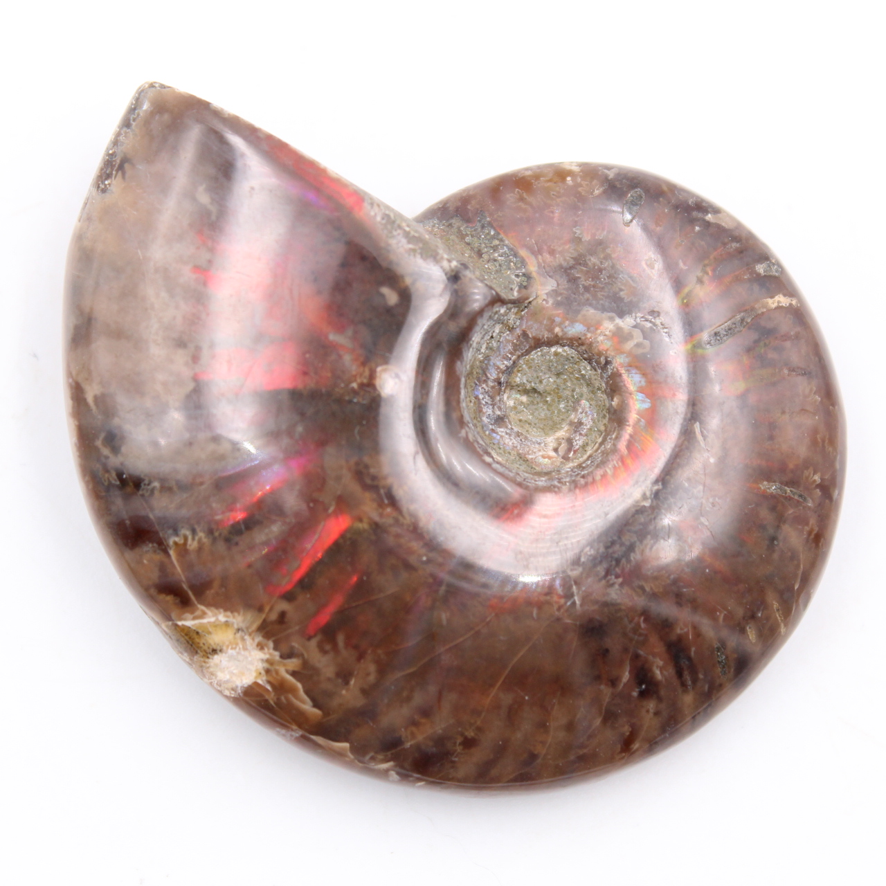 Small whole pearly ammonite