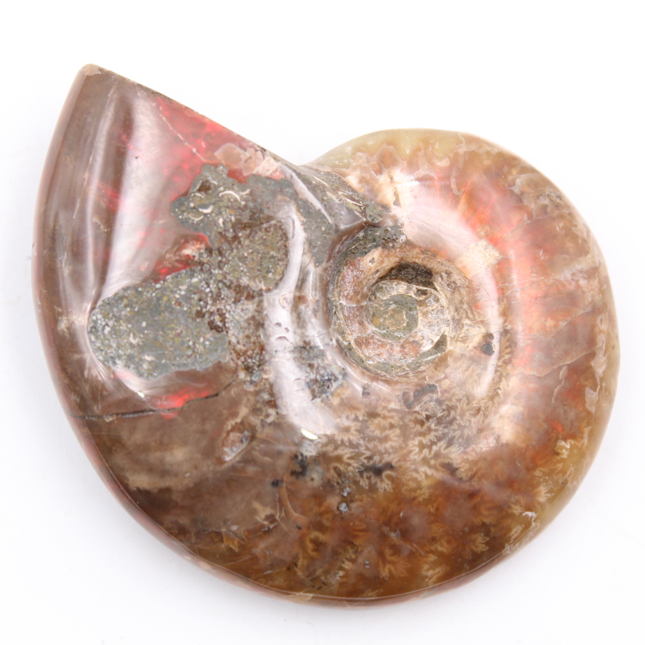 Small whole pearly ammonite
