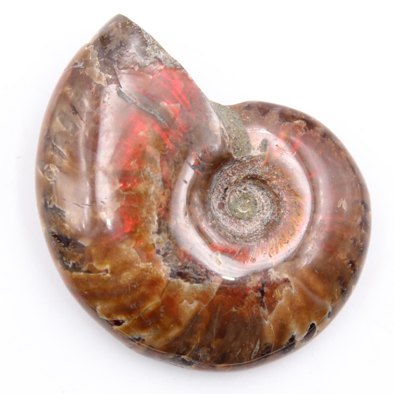 Small whole pearly ammonite