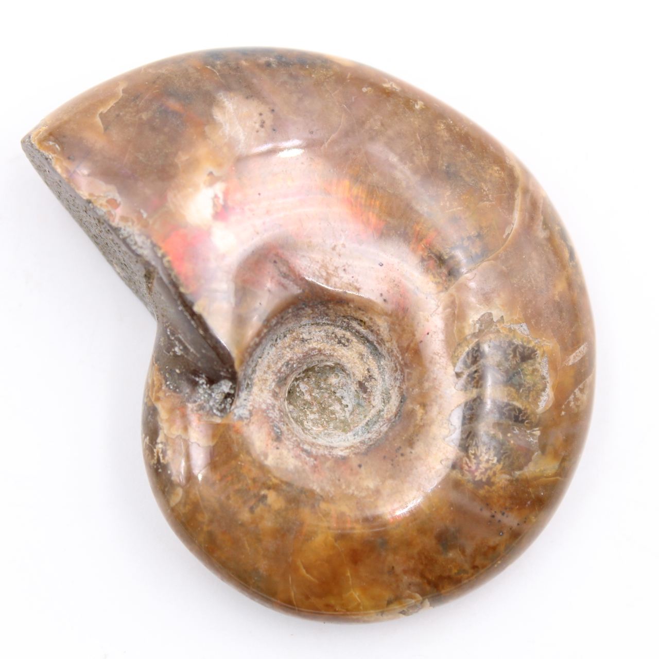 Small whole pearly ammonite