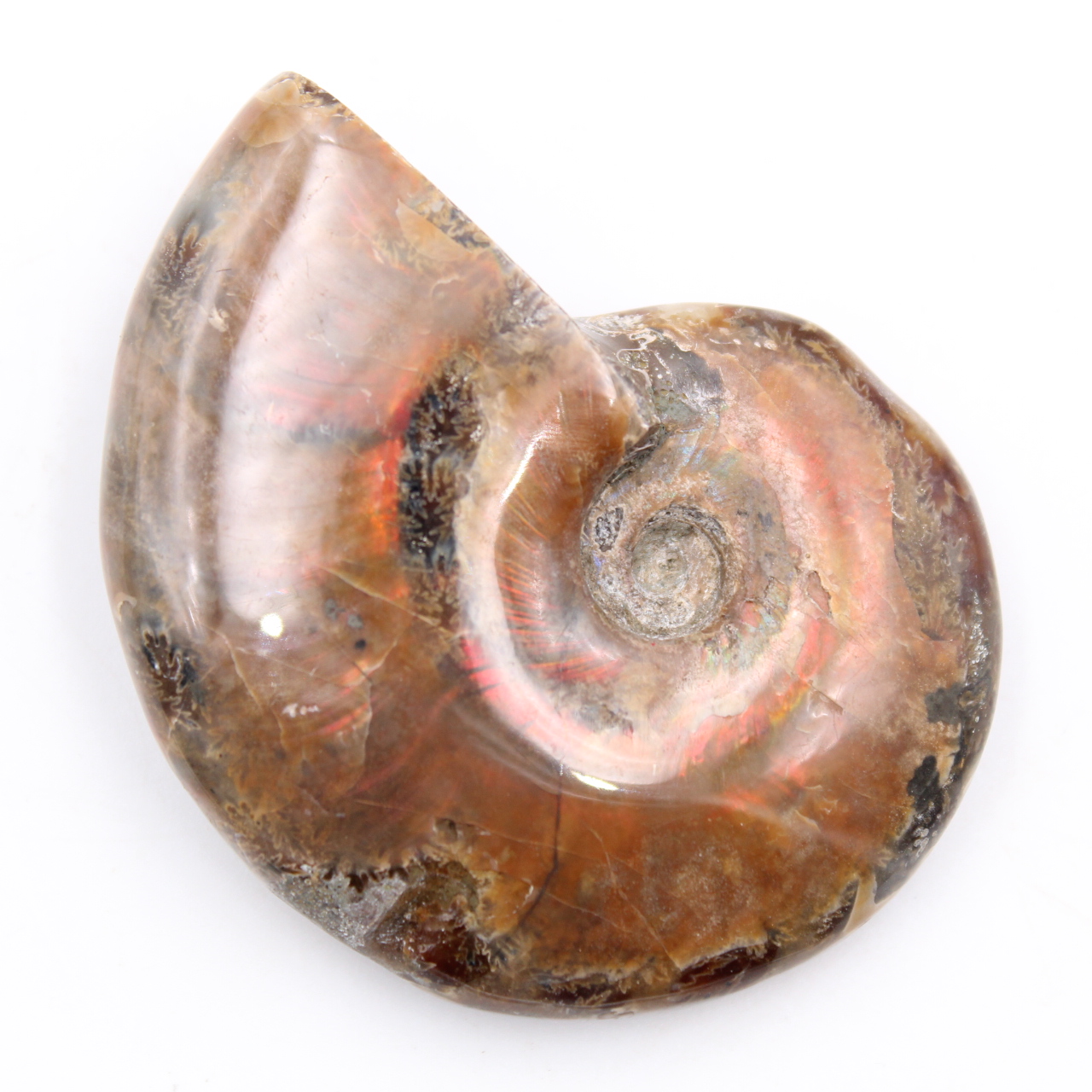 Small whole pearly ammonite