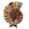 Ammonite cut one piece - 0