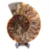 Ammonite cut one piece - 0
