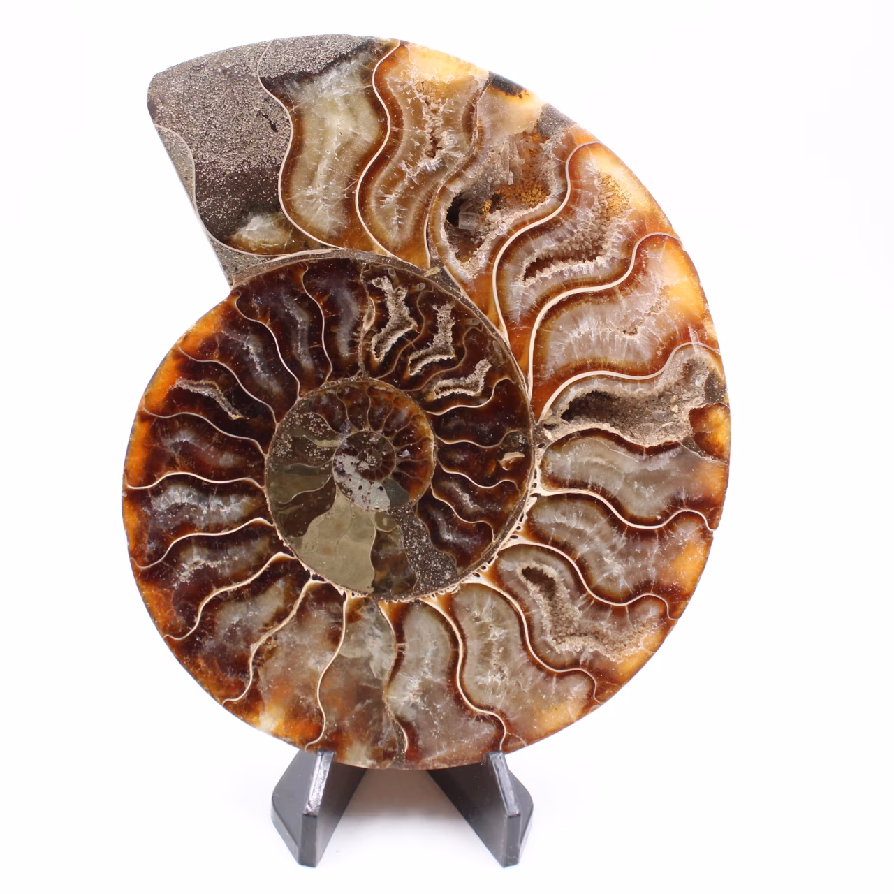 Ammonite cut one piece