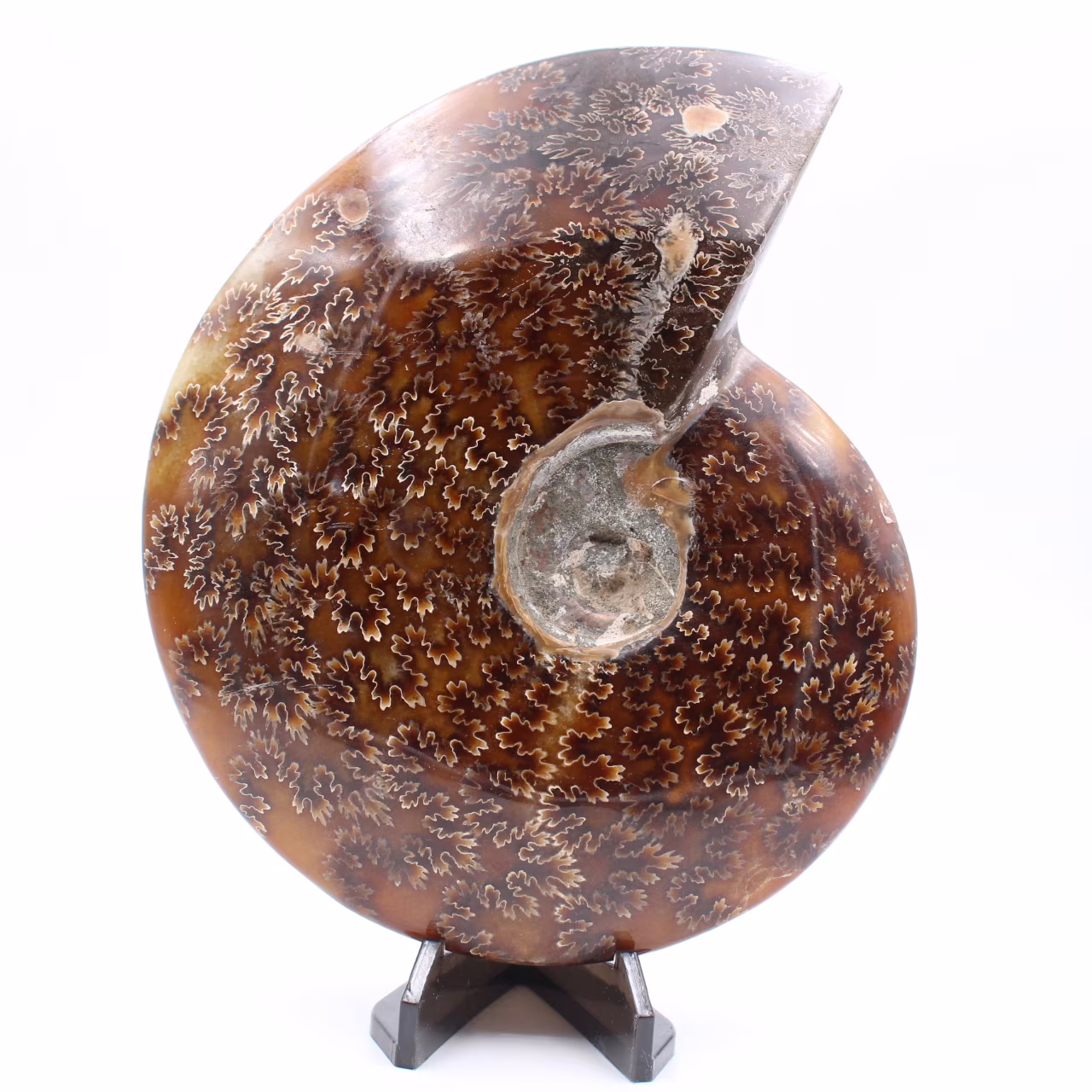 Large whole fern ammonite