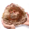 Petrified fossil wood slice - 0