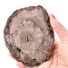 Petrified fossil wood slice - 0