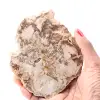 Petrified fossil wood slice - 0