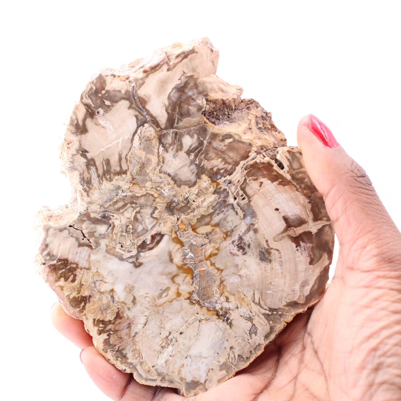 Petrified fossil wood slice