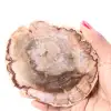 Petrified fossil wood slice - 0
