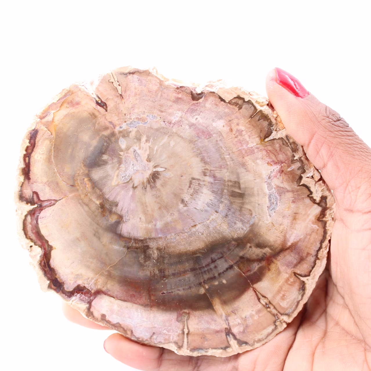 Petrified fossil wood slice