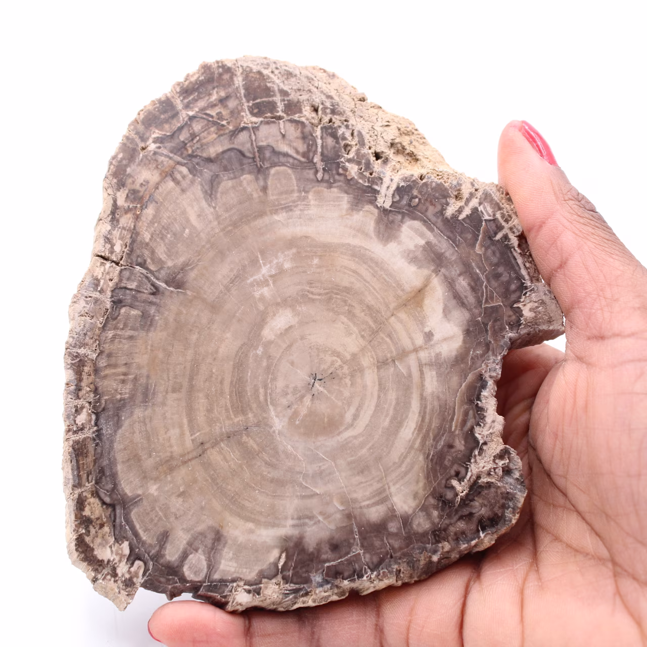 Petrified fossil wood slice