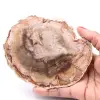 Petrified fossil wood slice - 0