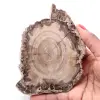 Petrified fossil wood slice - 0